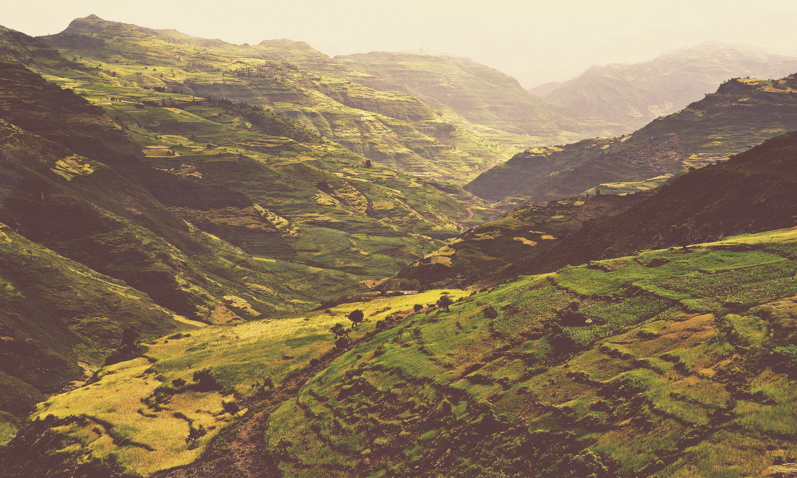 Another fantastic Ethiopian Single Origin: Kochere Natural