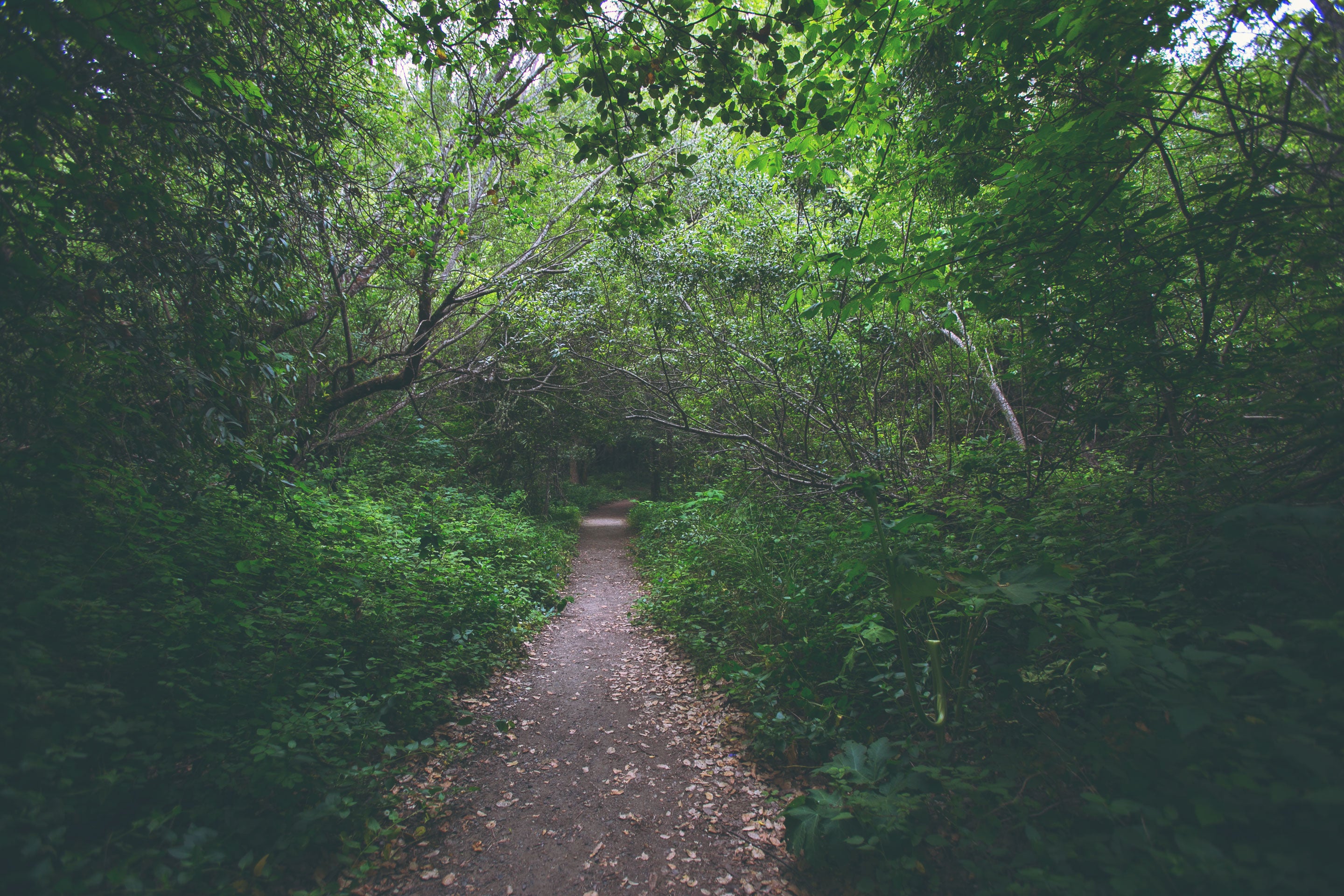 Hendy Woods